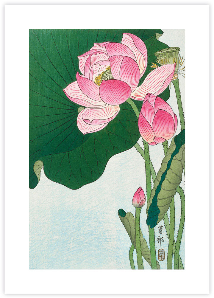 Blooming Lotus Art Print by Ohara Koson