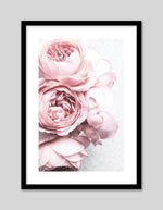 Contemporary Pink Peonies Art Print