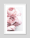 Contemporary Pink Peonies Art Print