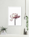 Flower Art NZ | Botanical Art Prints | The Good Poster Co.