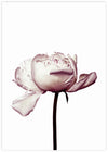 Flower Art NZ | Botanical Art Prints | The Good Poster Co.