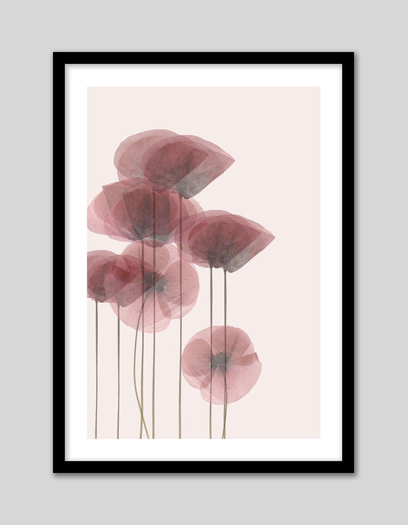 Contemporary Dried Poppies Art Print
