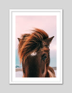 Photographic Horse Art Print | Contemporary Art NZ | Popular Art NZ | The Good Poster Co.