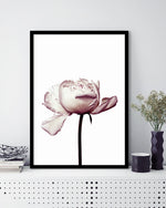 Flower Art NZ | Botanical Art Prints | The Good Poster Co.