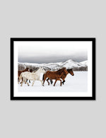 Horse Photographic Art Print | Contemporary Art NZ | The Good Poster Co.