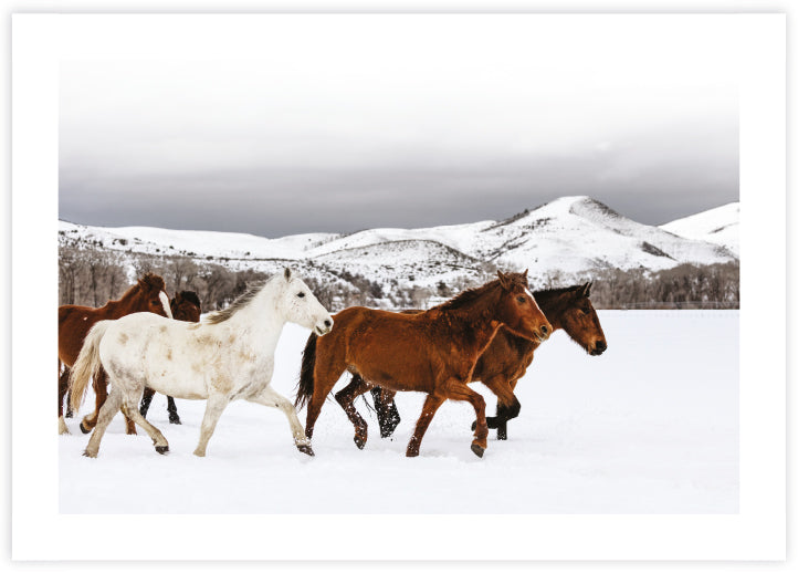 Horse Photographic Art Print | Contemporary Art NZ | The Good Poster Co.