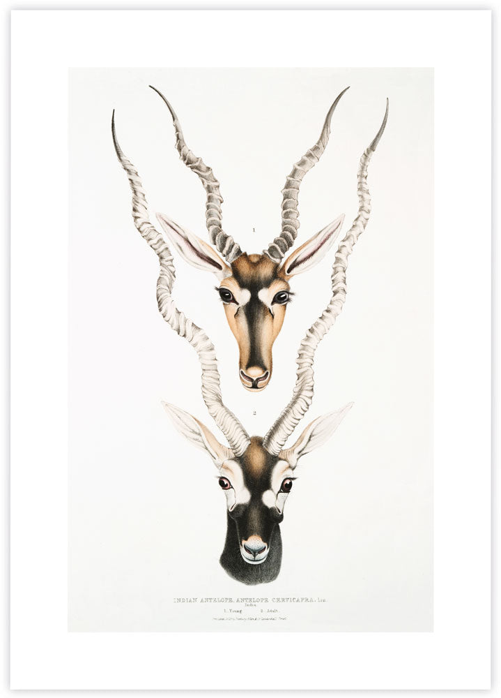 Indian Antilopes Art Print by John Gray | Vintage Animal Art | The Good Poster Co.