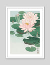Water Lily by Ohara Koson | Vintage Japanese Art | Vintage Art NZ | The Good Poster Co.