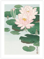 Water Lily by Ohara Koson | Vintage Japanese Art | Vintage Art NZ | The Good Poster Co.
